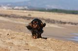 KING CHARLES SPANIEL 018
